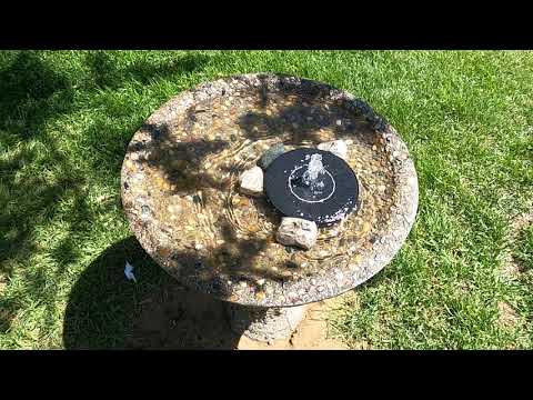 Distinguishing Blackbirds - Saginaw County, MI