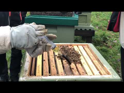 Mölnlycke Biodlarförening Oxalsyrabehandling