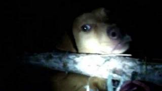 preview picture of video 'Resgatando um Cachorro Floripa Praia Brava (Crueldade com Animais )'