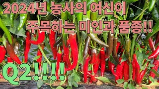 2024년 미인과의 대과종 품종 소개!!고추 농사 잘 짓는 법!!