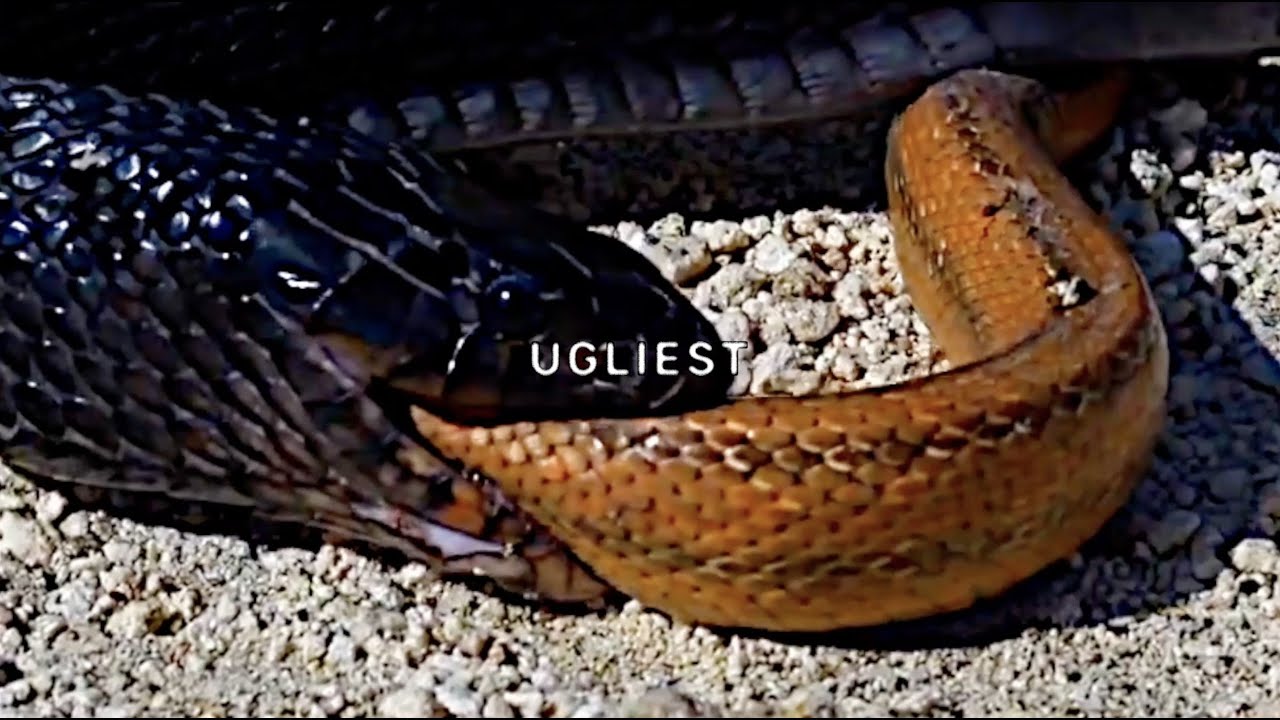 Ugliest - $uicideboy$ 和訳 by radictionary Ugliest - $uicideboy$ 和訳 by radictionary