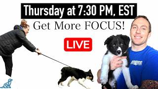 5 Tips To Get More Focus In Your Dog Training 👀