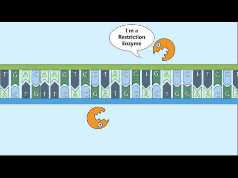 Recombinant DNA Process