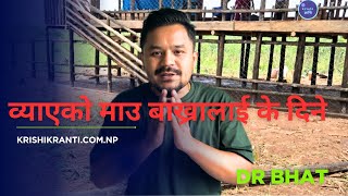 नया व्याएको माउ बाख्रालाई के दिने कति दिने र किन दिने !! @everyone #drbhat #farming #buffalo