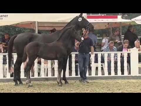 Hf v For Romance x Latimer