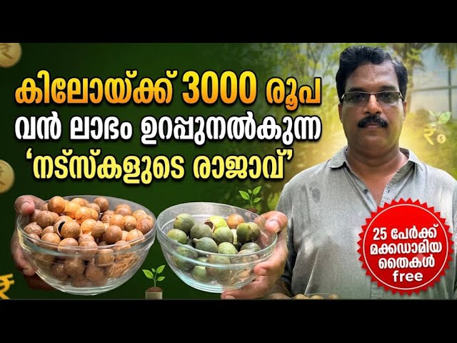 കിലോയ്ക്ക് 3,000+ ലോകത്തിലെ ഏറ്റവും വിലകൂടിയ 'മക്കഡാമിയ' കൃഷി