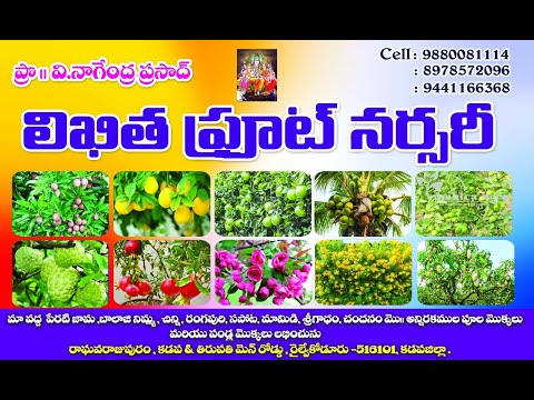 likitha fruit nursary🍓