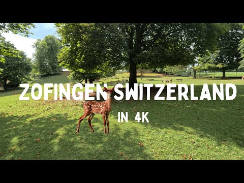 Atemberaubende Aussichten vom Heiternplatz Zofingen: Rehe im Park & Stadtansichten 🦌🌆 #Heiternplatz
