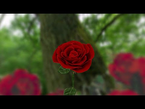 3D Rose Live Wallpaper Video