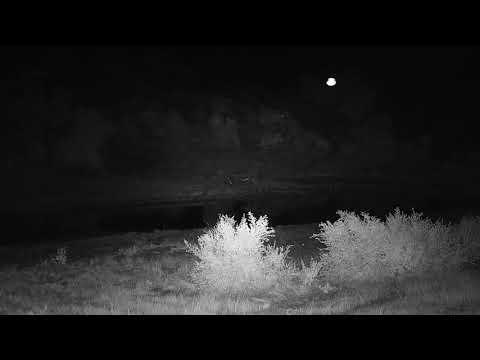 Djuma: Two Elephants drinking at the dam - 19:13 - 04/03/19
