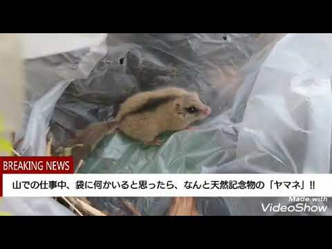 ヤマネの長寿の秘密を辿る