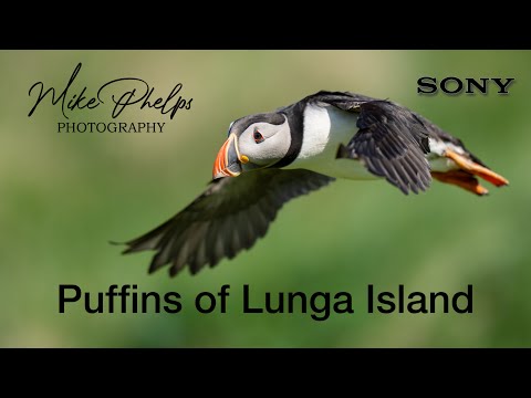 Papageientaucher der Insel Lunga