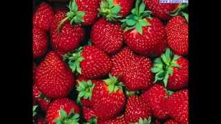 Modà  -Tappeto Di Fragole