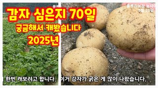 감자 심은지70일 캐보기 햇감자 괴산감자 수미감자 감물감자 청정괴산 자연울림 충북 괴산 풀뿌리농장 [감자재배…