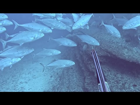 Spearfishing Deep Ledges Holding GREAT Fish