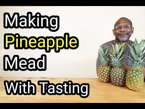 Making Pineapple Mead With Tasting