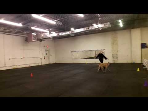 Dusty performing for Team Max, Classical Freestyle, Intermediate, 2016 11-30