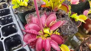 How to feed Venus flytraps Part 2