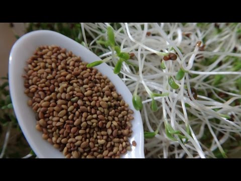 How To Grow Alfalfa Sprouts - Cheap Easy Method Video
