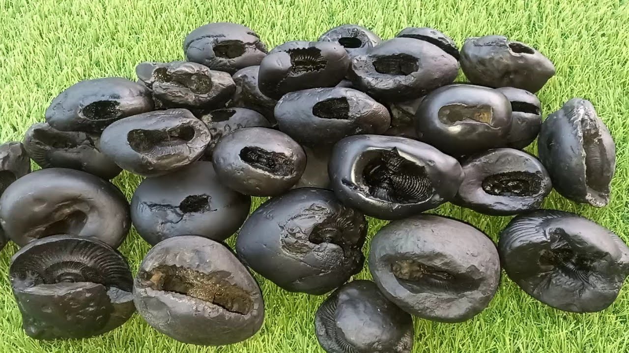 Shaligram || 24 incarnation of lord sri vishnu divya shaligram shila