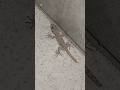 Lizard sound (2)