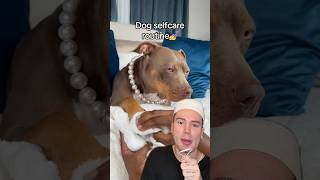 CRAZY DOG SELFCARE ROUTINE!😱 #dogshorts #dogvideos #doglife #dogtraining #selfcare @reignstormpit