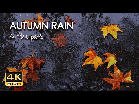 Autumn Rain in the Park - 10 h Gentle Rain Sounds - Raindrops Fall on Pavement - Relax/ Sleep - 4K