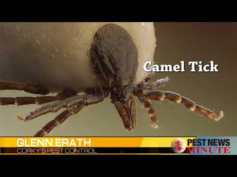 The Potential Medical Benefits of Tick Saliva