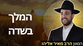 הרב מאיר אליהו | המלך בשדה | גבאת זאב - ה׳תשפ״ה (הרב מאיר אליהו) - התמונה מוצגת ישירות מתוך אתר האינטרנט יוטיוב. זכויות היוצרים בתמונה שייכות ליוצרה. קישור קרדיט למקור התוכן נמצא בתוך דף הסרטון