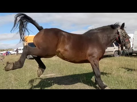 Iapa lui Luca de la Vaslui 2022