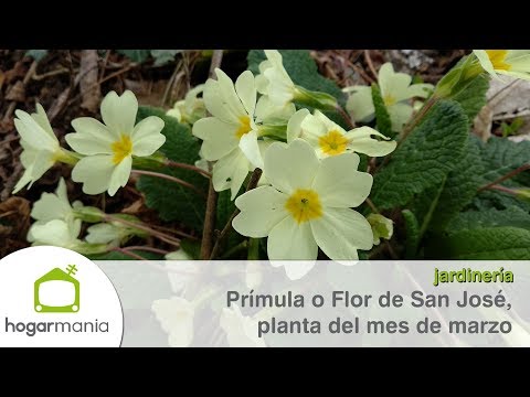 Flor de San José, planta del mes de marzo - @Jardinatis