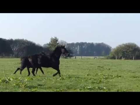 Stutfohlen von Ampere aus St.Pr.St. Wellness von Weltruhm (Vollschwester zu First Ampere)