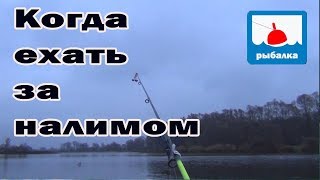 Когда начинает клевать налим после нереста