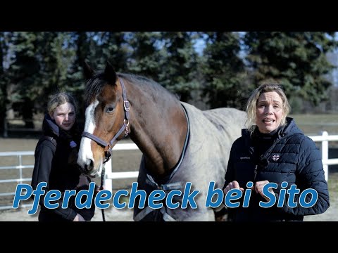 Pferdecheck bei Sito - Bevor es an die Arbeit geht, muss erstmal der Telgentüv gemacht werden
