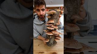 Homemade Shiitake Tamari — Step-by-Step Guide & Transcript