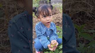 Download lagu Panen Buah Ciplukan - Farzan Farzana #short #ciplukan mp3