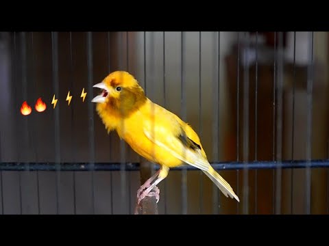 the best canary sound !! canary training