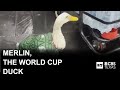 Meet Merlin The World Cup Duck
