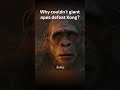 Why Couldn T Scar King And The Other Giant Apes Defeat Kong Kingkong