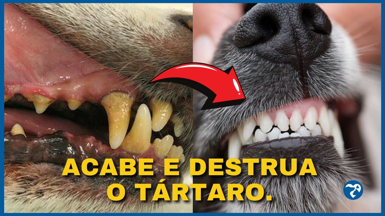 UMA DAS ÚNICAS SOLUÇÕES CONTRA TÁRTARO! O que é Bom para Tirar Tártaro de Cachorro e do Gato?