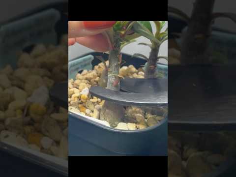 園芸 互葉パピルス