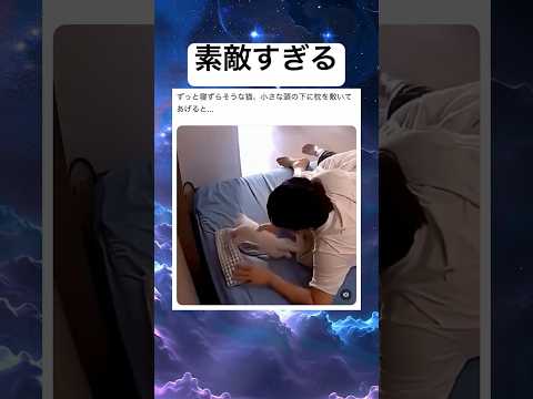 優しい飼い主さんだ#shorts#素敵#猫#枕#ほっこり#可愛い