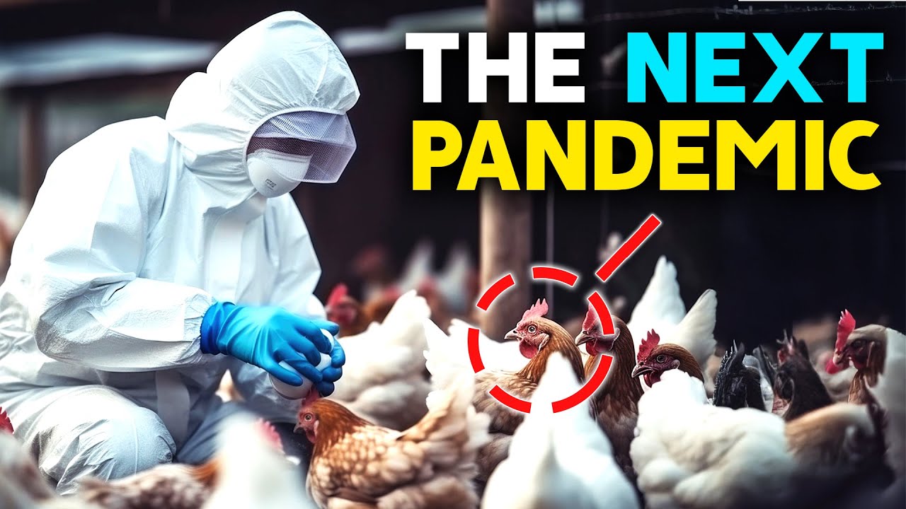 Everything you need to know about BIRD FLU