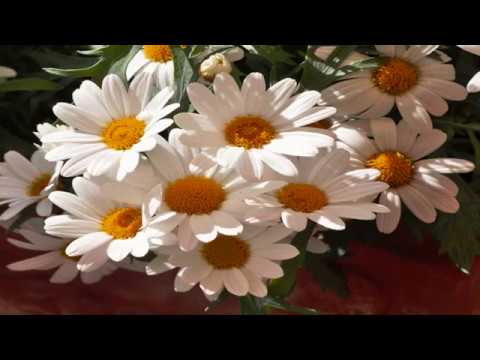 Louis Neefs - Margrietje - 1972 - Made By Els.