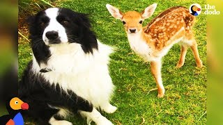 Rescued Baby Deer Grows Up With Dogs | The Dodo Odd Couples