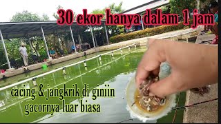 Download lagu NO MEDICINE!!!! THIS IS THE BEST DAILY CATFISH BAIT I'VE EVER MADE. I DIRECTLY TEST IT IN THE DAI... mp3