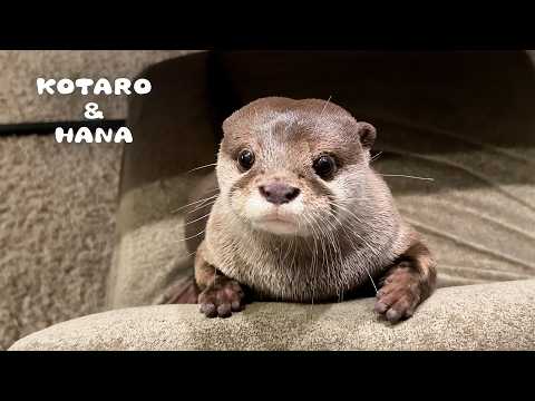 見た目はカワウソ、中身はおっさん、その名はコタロー　Kotaro the Otter with a Truly Unique Personality