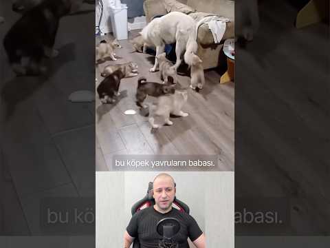 Yavruların Babası #köpek #köpekler #köpekvideoları #köpekbedendili #köpeksevgisi #köpekadam