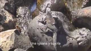 preview picture of video 'Puerto Baquerizo Moreno, Isla San Cristóbal, Galápagos'