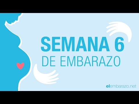 Semana  6 de embarazo | 6 semanas de embarazo | El embarazo semana a semana
